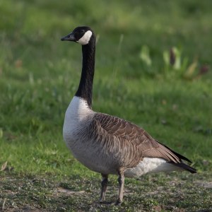 1200px-Kanadagans_Branta_canadensis