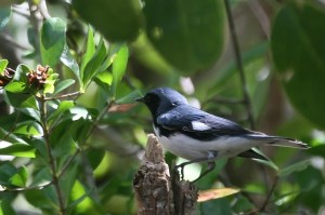 Black-throated Blue Warbler (m) 2 Everglades 4-25-07