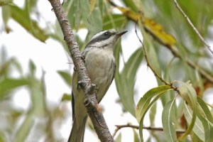 Black-throated Gray Warbler