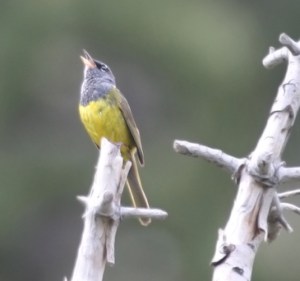 MacGillivrays Warbler 