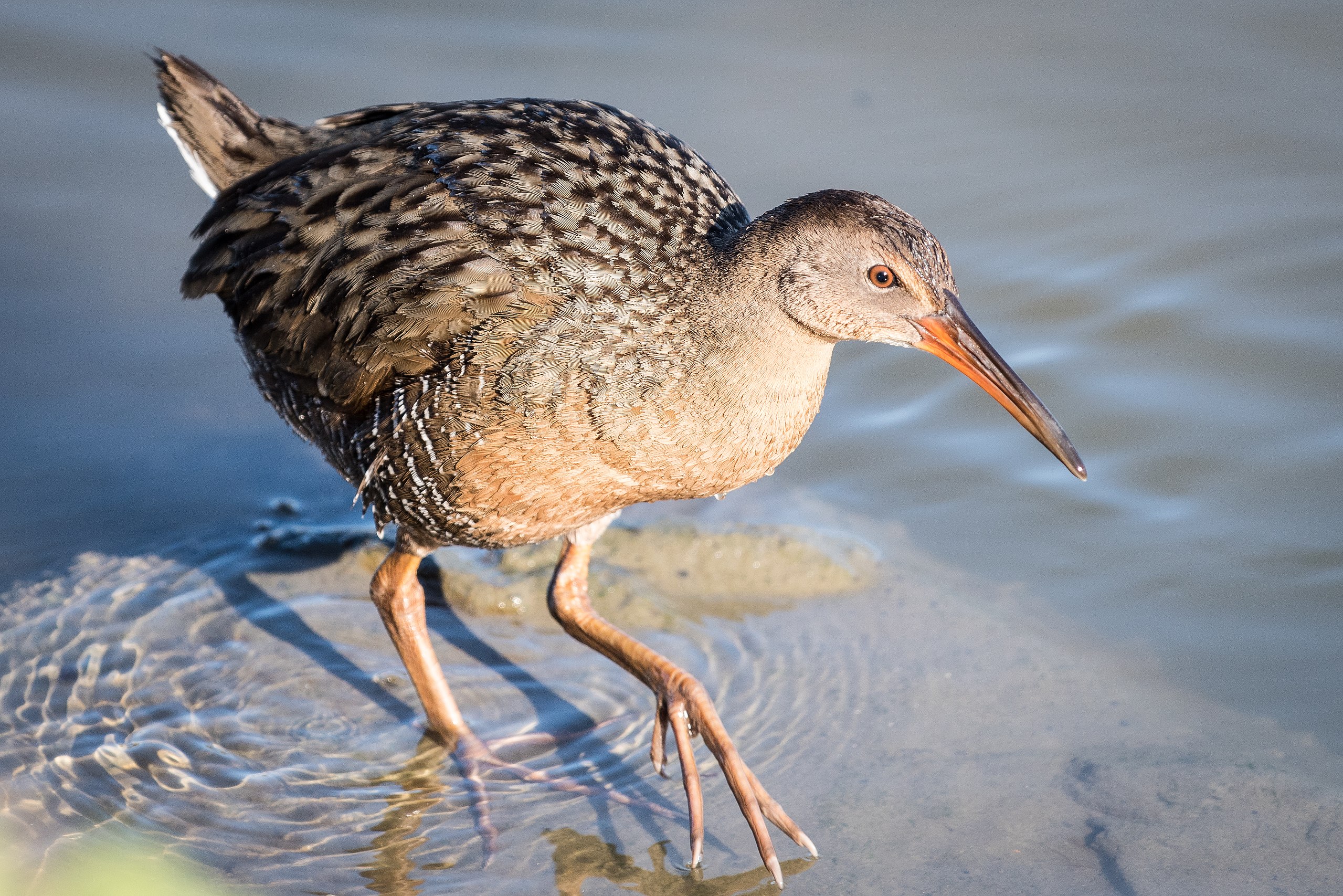 2560px-Ridgway's_Rail_(24515510911)