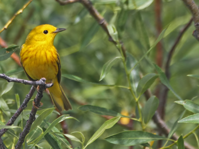 yellow bird